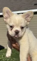 Wham, a male French Bulldog for sale in Austin, TX – 5 of 5