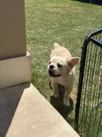 Hendrix, a male French Bulldog for sale in Austin, TX – 3 of 7