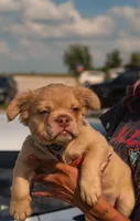 Sunshine - Rojo Fluffy, a male French Bulldog for sale in Austin, TX – 5 of 7