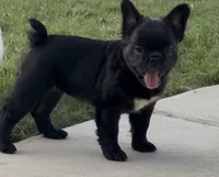Harlem - Female Fluffy , a female French Bulldog for sale in Austin, TX – 3 of 5