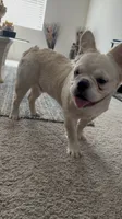 Pluto, a male French Bulldog for sale in Austin, TX – 4 of 7