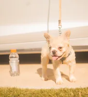 Pluto - Cream Merle, a male French Bulldog for sale in Austin, TX – 2 of 6