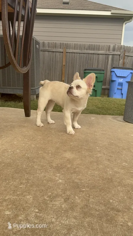 Wham- Cream Fluffy  – French Bulldog puppy for sale in Austin, TX