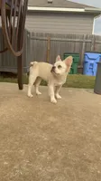 Wham- Cream Fluffy , a male French Bulldog for sale in Austin, TX – 1 of 10