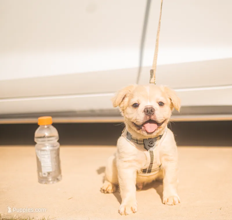 Hendrix – French Bulldog puppy for sale in Austin, TX