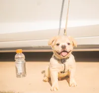 Hendrix -Fluffy Cream Merle , a male French Bulldog for sale in Austin, TX – 1 of 6