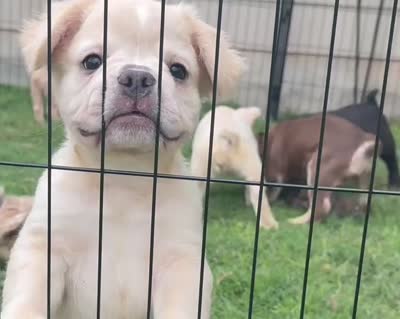Hendrix -Fluffy Cream Merle , a male French Bulldog for sale in Austin, TX – 6 of 6