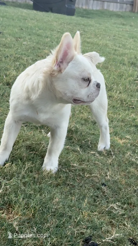 Wham – French Bulldog puppy for sale in Austin, TX