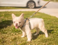 Wham- Cream Fluffy , a male French Bulldog for sale in Austin, TX – 7 of 8