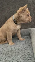 Sunshine - Rojo Male Fluffy, a male French Bulldog for sale in Austin, TX – 9 of 10