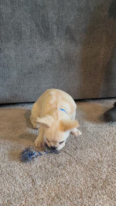Pluto - Fluffy Cream Merle, a male French Bulldog for sale in Austin, TX – 3 of 10