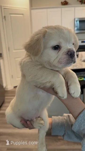 Hendrix – French Bulldog puppy for sale in Austin, TX