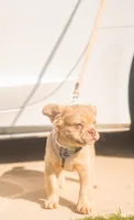 Sunshine - Rojo Fluffy, a male French Bulldog for sale in Austin, TX – 3 of 7