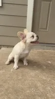 Wham- Cream Fluffy , a male French Bulldog for sale in Austin, TX – 3 of 10