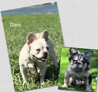 Hendrix -Fluffy Cream Merle , a male French Bulldog for sale in Austin, TX – 5 of 6