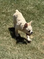 Hendrix, a male French Bulldog for sale in Austin, TX – 2 of 7
