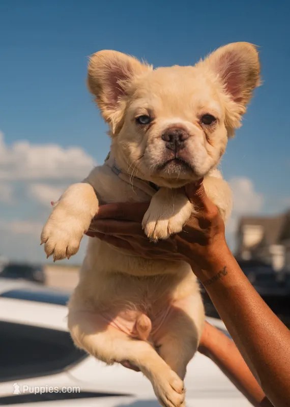 Pluto - Cream Merle – French Bulldog puppy for sale in Austin, TX