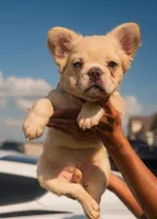 Pluto - Cream Merle, a male French Bulldog for sale in Austin, TX – 1 of 6