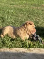 Sunshine, a male French Bulldog for sale in Austin, TX – 2 of 3