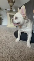 Wham- Cream Fluffy , a male French Bulldog for sale in Austin, TX – 4 of 10
