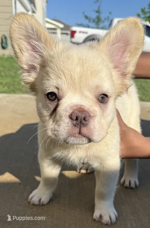 Wham – French Bulldog puppy for sale in Austin, TX
