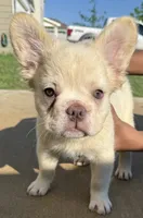 Wham, a male French Bulldog for sale in Austin, TX – 1 of 5