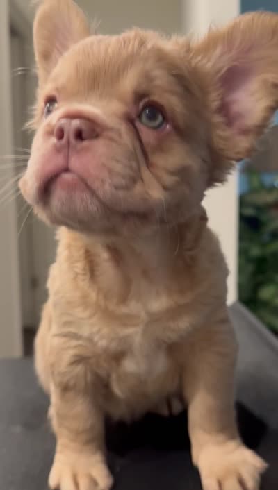 Sunshine, a male French Bulldog for sale in Austin, TX – 3 of 3