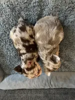 Boy Fluffys, a male French Bulldog for sale in Austin, TX – 3 of 4