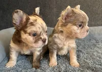Boy Fluffys, a male French Bulldog for sale in Austin, TX – 1 of 4