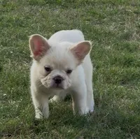 Wham, a male French Bulldog for sale in Austin, TX – 2 of 5