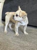 Hendrix -Fluffy Cream Merle , a male French Bulldog for sale in Austin, TX – 2 of 10