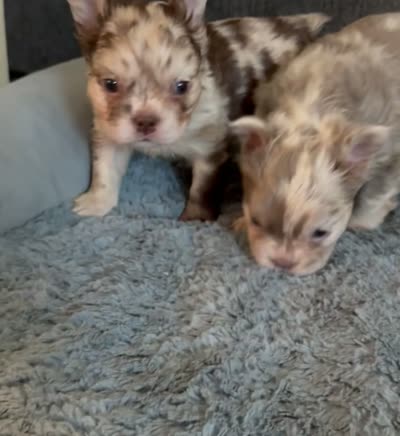 Boy Fluffys, a male French Bulldog for sale in Austin, TX – 4 of 4