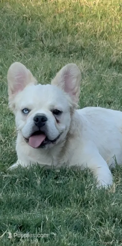 Pluto – French Bulldog puppy for sale in Austin, TX