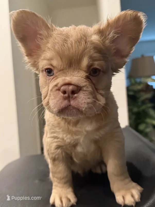Sunshine – French Bulldog puppy for sale in Austin, TX