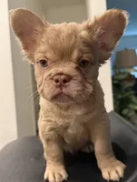 Sunshine, a male French Bulldog for sale in Austin, TX – 1 of 3