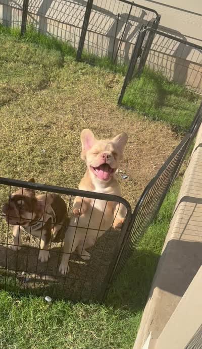 Sunshine - Rojo Male Fluffy, a male French Bulldog for sale in Austin, TX – 10 of 10