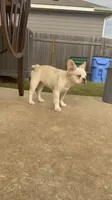 Wham- Cream Fluffy , a male French Bulldog for sale in Austin, TX – 2 of 10
