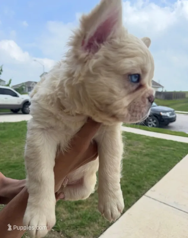 Pluto – French Bulldog puppy for sale in Austin, TX