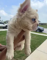 Pluto, a male French Bulldog for sale in Austin, TX – 1 of 3