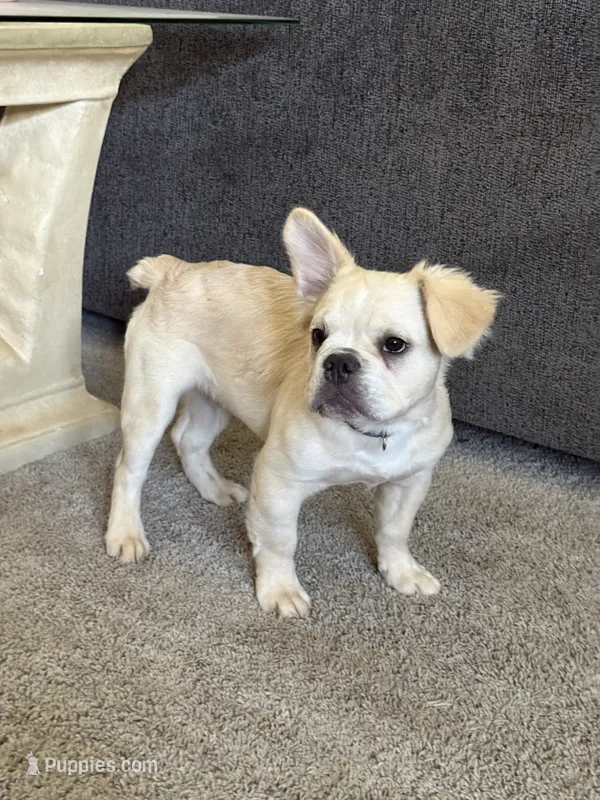 Hendrix -Fluffy Cream Merle  – French Bulldog puppy for sale in Austin, TX