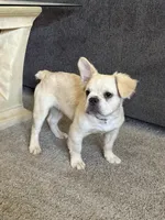 Hendrix -Fluffy Cream Merle , a male French Bulldog for sale in Austin, TX – 1 of 10
