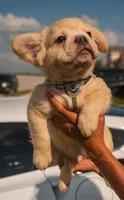 Hendrix -Fluffy Cream Merle , a male French Bulldog for sale in Austin, TX – 3 of 6