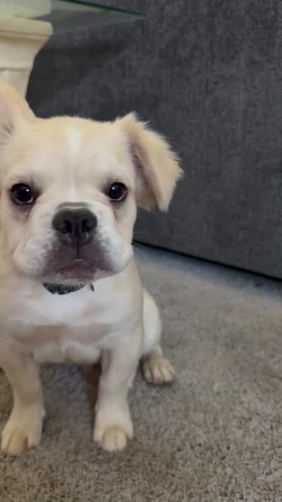 Hendrix -Fluffy Cream Merle , a male French Bulldog for sale in Austin, TX – 9 of 10
