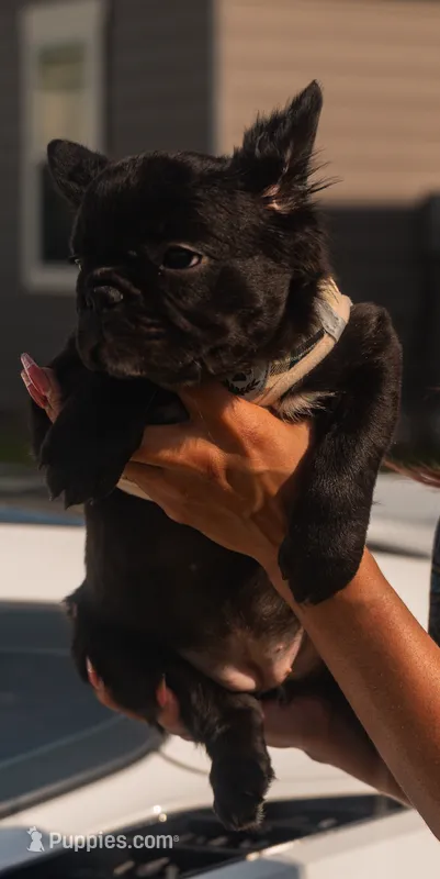 Harlem - Female Fluffy  – French Bulldog puppy for sale in Austin, TX
