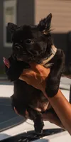 Harlem - Female Fluffy , a female French Bulldog for sale in Austin, TX – 1 of 5
