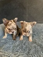 Boy Fluffys, a male French Bulldog for sale in Austin, TX – 2 of 4