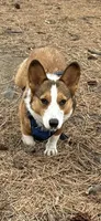 Reggie, a female Pembroke Welsh Corgi for sale in Spokane, WA – 3 of 4