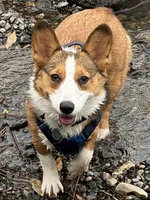 Reggie, a female Pembroke Welsh Corgi for sale in Spokane, WA – 4 of 4