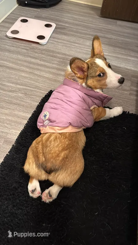 Reggie, a female Pembroke Welsh Corgi for sale in Spokane, WA – 1 of 4