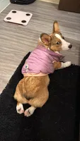 Reggie, a female Pembroke Welsh Corgi for sale in Spokane, WA – 1 of 4